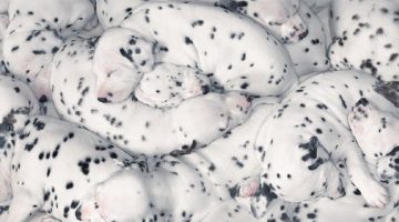 sleeping-dalmation-puppies