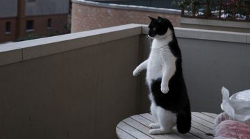 standup-cat