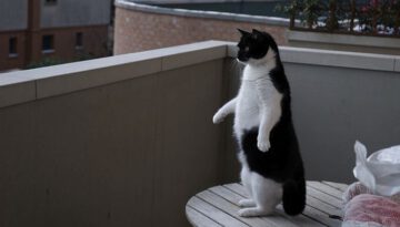 standup-cat