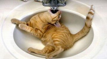 thirsty-cat