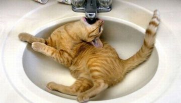 thirsty-cat