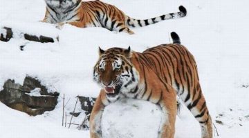 tiger-snow-ball