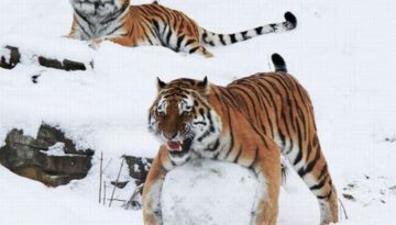 tiger-snow-ball