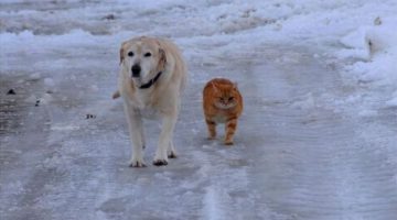 walking-together