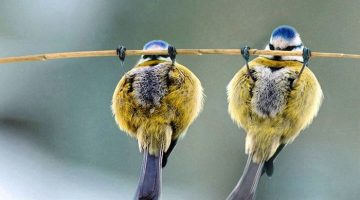 bird-pullups