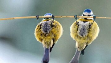 bird-pullups