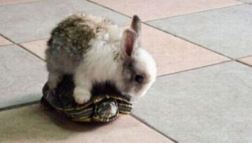 bunny-on-a-turtle