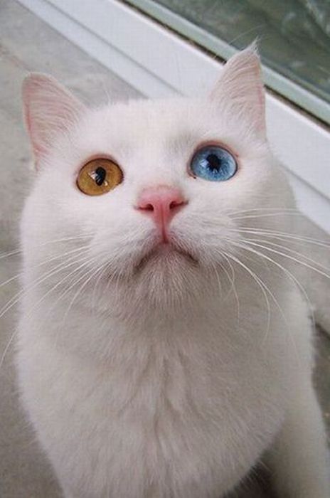 Two Color Cat Eyes – 1Funny.com
