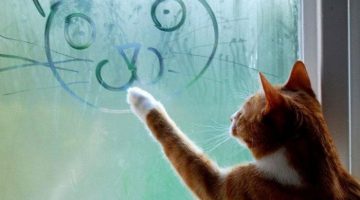 cat-window-art