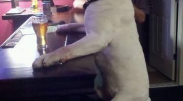 dog-pub