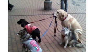 dog-walking-dogs