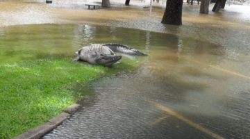 gator-on-the-street