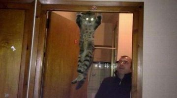 hanging-cat