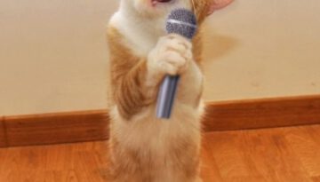 karaoke-cat