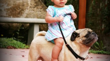 kid-riding-pug