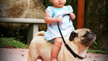 kid-riding-pug