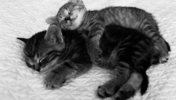 kitten-hugs