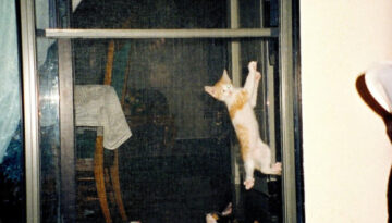 kitten-screen-door