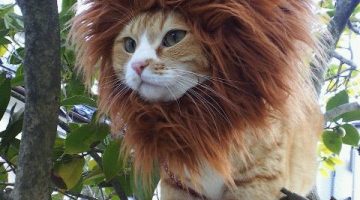 lion-cat