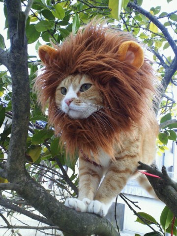 Lion Cat - 1Funny.com