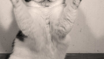 paws-up