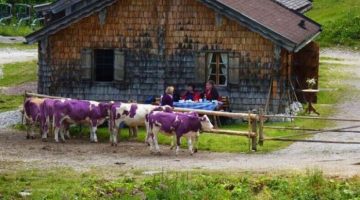 purple-cows