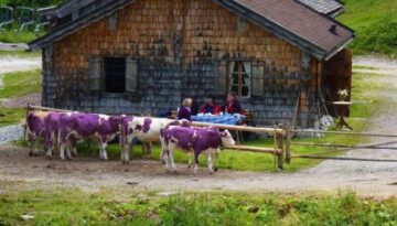 purple-cows
