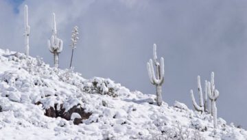 snow-cactus