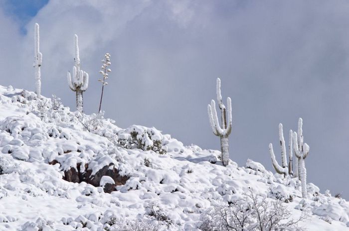 snow-cactus.jpg