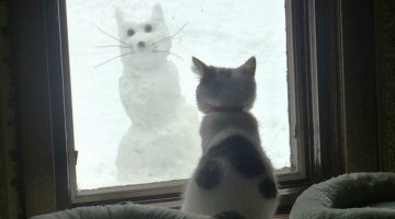 snow-cat-2