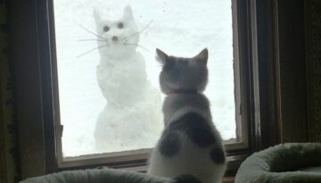 snow-cat-2