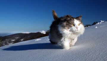 snow-cat