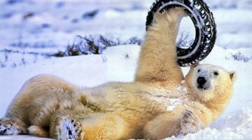 snow-tire-polar-bear