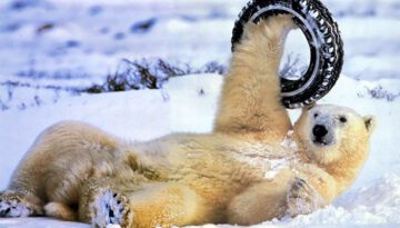 snow-tire-polar-bear