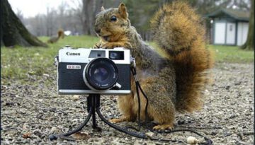 squirrel-photographer