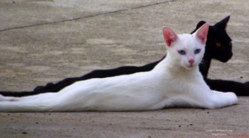 sunbathing-cats