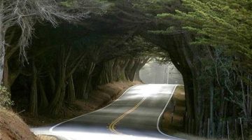 tree-tunnel