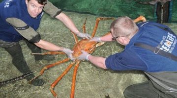 big-crab