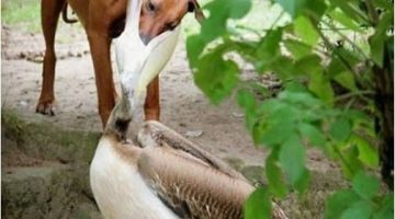 bird-eats-dog