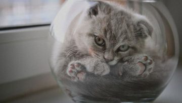 cat-in-a-bowl