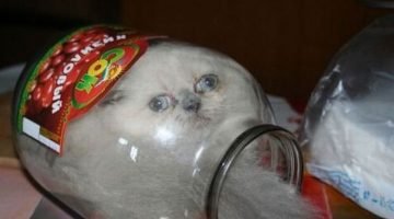 cat-in-a-jar