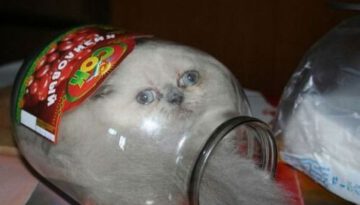 cat-in-a-jar