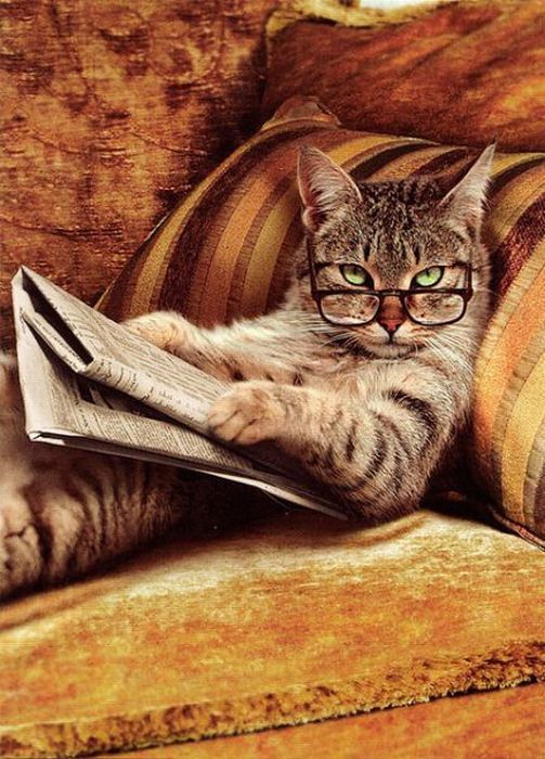 Cat Reading Paper – 1Funny.com