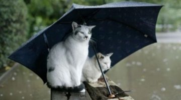 cats-umbrella