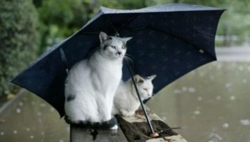 cats-umbrella