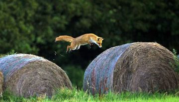 fox-jump