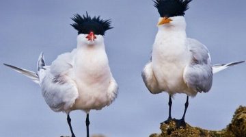 hair-birds