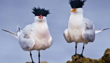 hair-birds