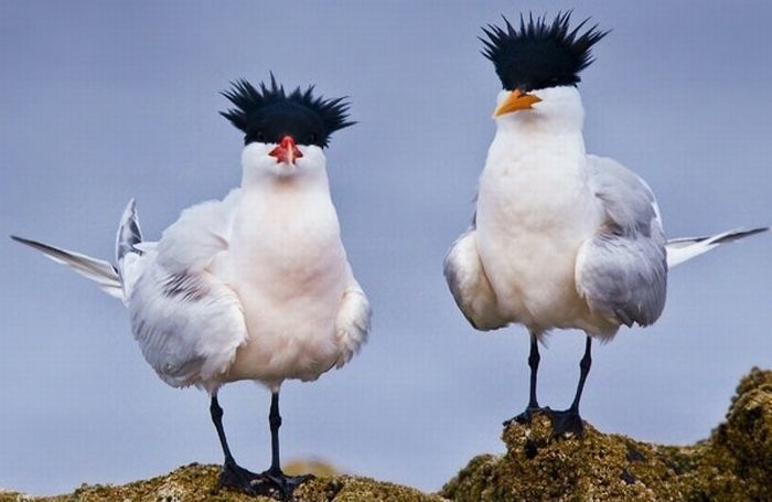 Birds with Hairdos – 