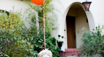 happy-balloon-dog